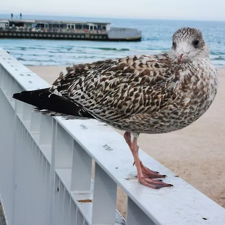 Prywatny Salon Z Aneksem Kuchennym, Sypialnia W Diva Апартаменты Колобжег